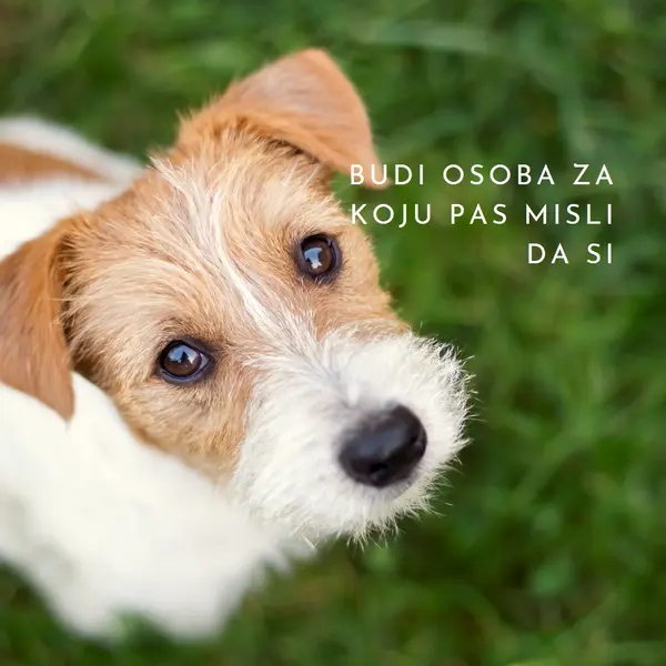 Gornji pas green modern-simple