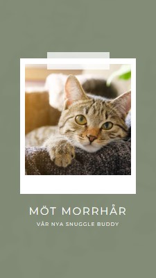 Möt vår nya katt green modern-simple