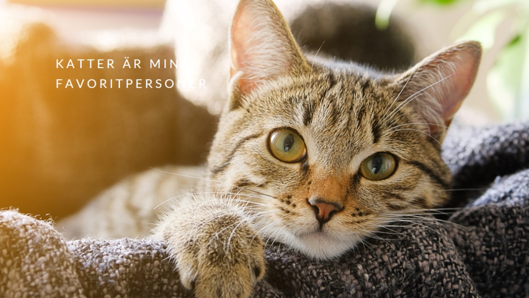 Cool katt brown modern-simple