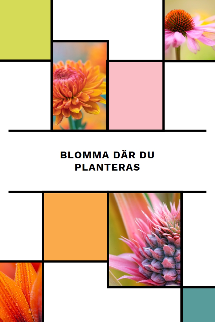 Blomma där du är planterad white modern-geo-&-linear