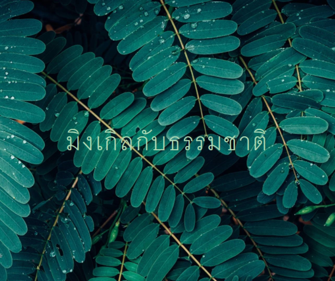 มิงเกิลกับธรรมชาติ green modern-simple