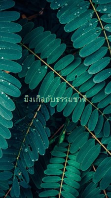 มิงเกิลกับธรรมชาติ green modern-simple