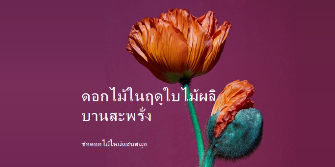 ดอกไม้สด purple modern-simple