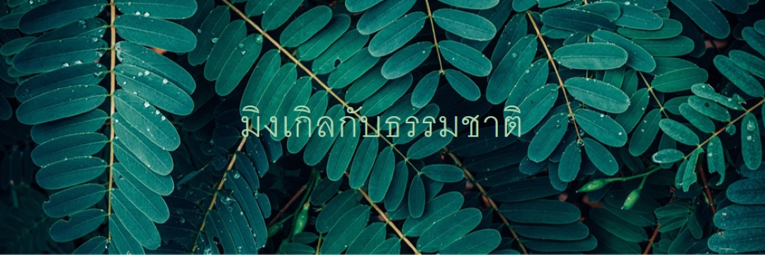 มิงเกิลกับธรรมชาติ green modern-simple