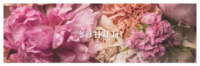 ความรู้สึกดอกไม้ pink modern-simple