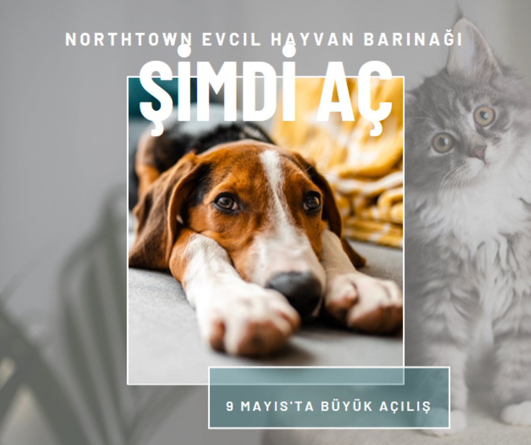 Kediler ve köpekler gray modern-simple