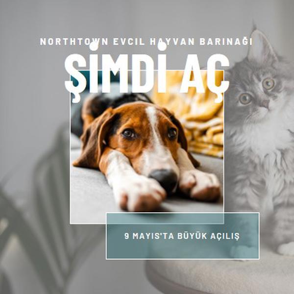 Kediler ve köpekler gray modern-simple