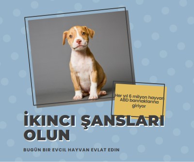 İkinci şans pup blue modern-bold