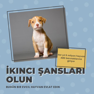 İkinci şans pup blue modern-bold