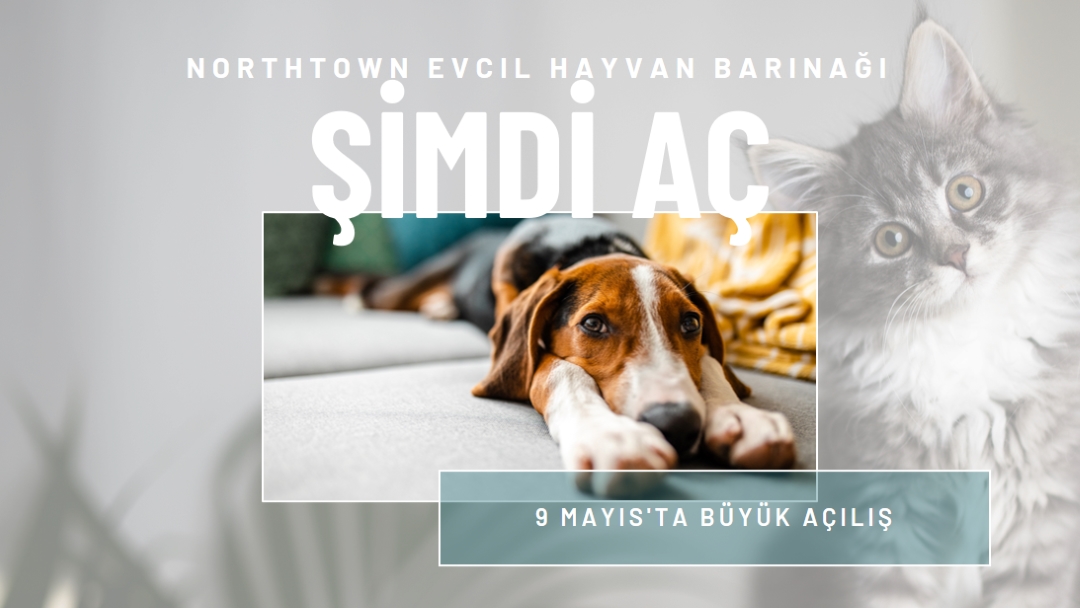 Kediler ve köpekler gray modern-simple