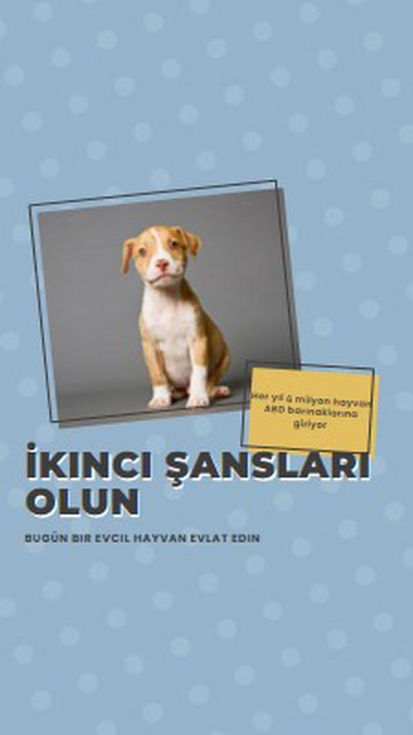 İkinci şans pup blue modern-bold