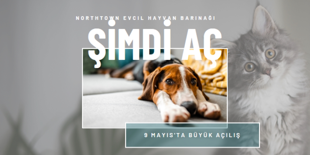 Kediler ve köpekler gray modern-simple