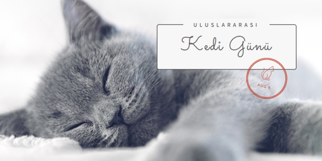 Kedi uykusu gray modern-simple