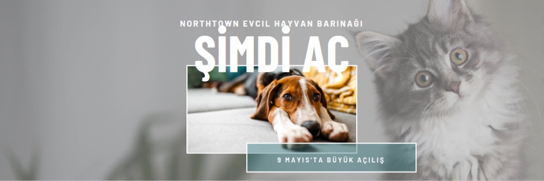 Kediler ve köpekler gray modern-simple