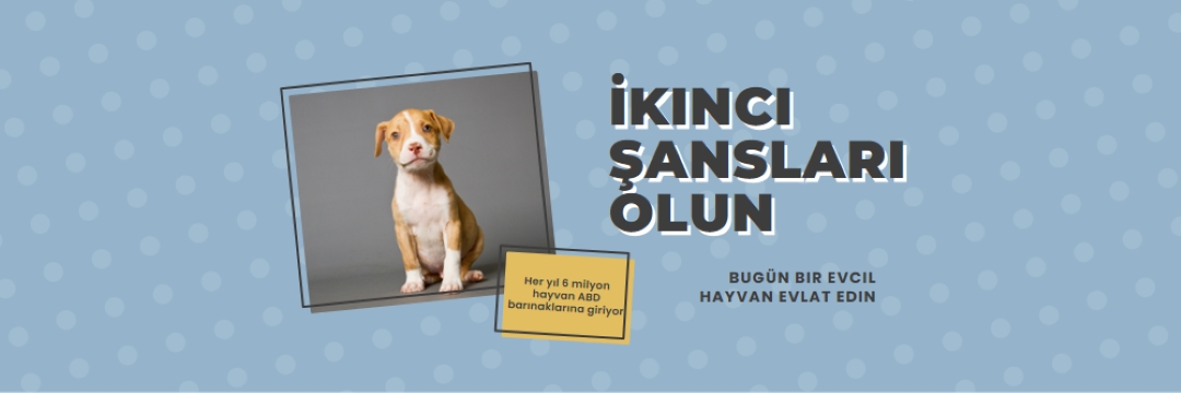 İkinci şans pup blue modern-bold