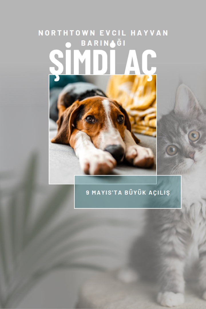 Kediler ve köpekler gray modern-simple