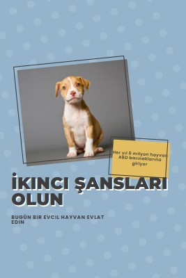 İkinci şans pup blue modern-bold