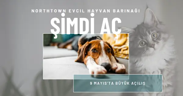 Kediler ve köpekler gray modern-simple