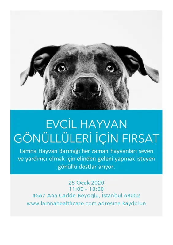 Evcil hayvan gönüllüleri için fırsat el ilanı modern-simple
