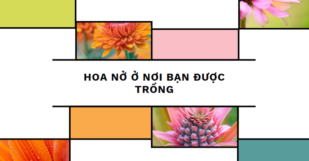 Nở hoa ở nơi bạn đang trồng white modern-geo-&-linear