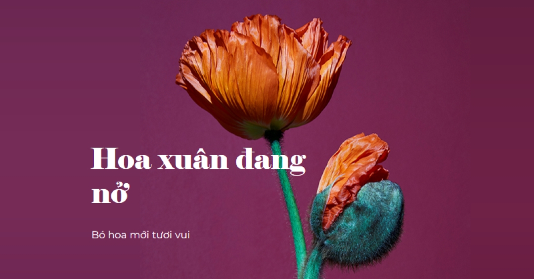 Hoa tươi purple modern-simple