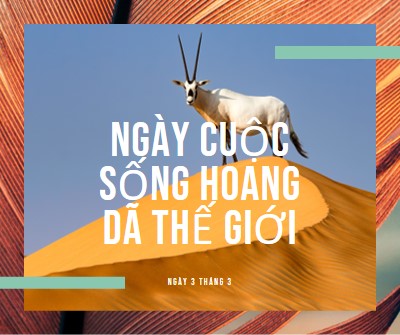 Kỷ niệm cuộc sống hoang dã orange modern-bold