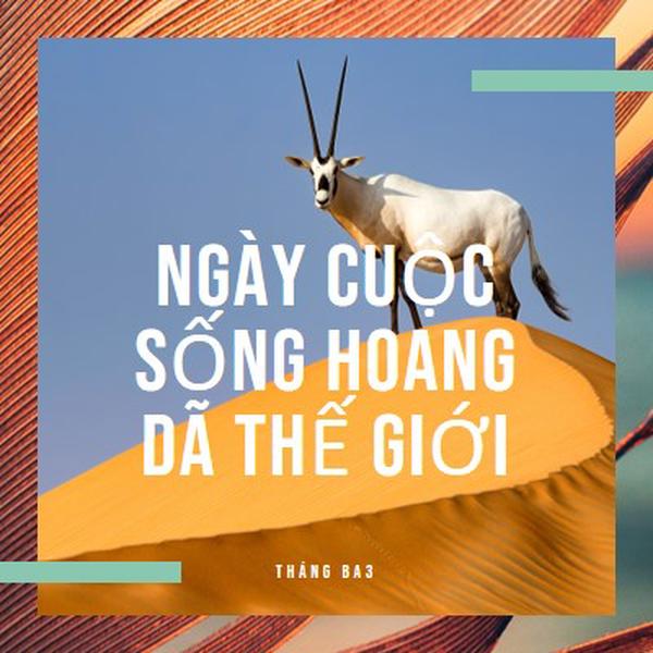 Kỷ niệm cuộc sống hoang dã orange modern-bold