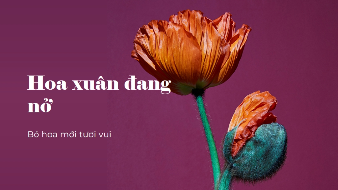Hoa tươi purple modern-simple