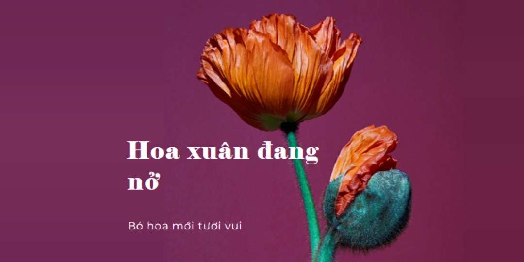 Hoa tươi purple modern-simple