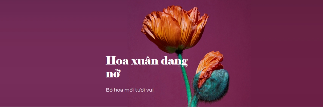 Hoa tươi purple modern-simple