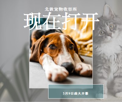 猫和狗 gray modern-simple