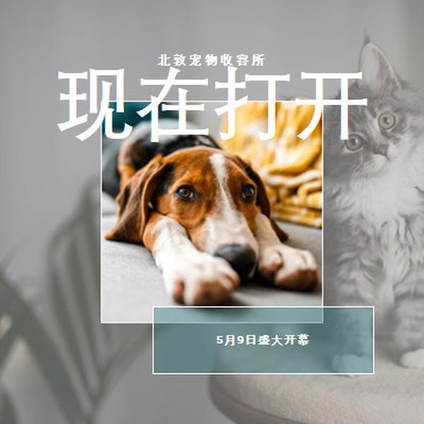 猫和狗 gray modern-simple