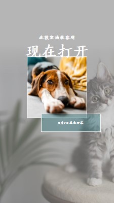 猫和狗 gray modern-simple