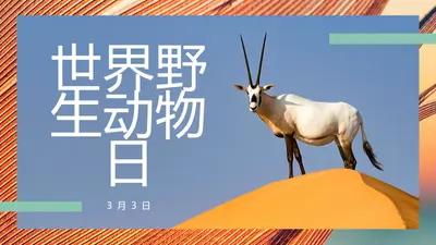 庆祝野生动物 orange modern-bold