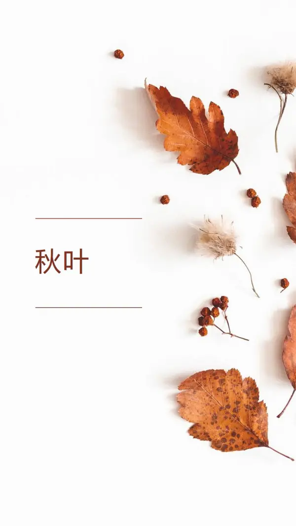 树叶已经落下了 white modern-simple