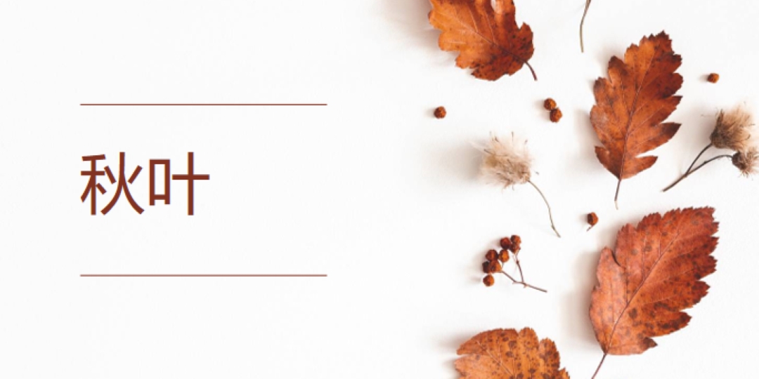 树叶已经落下了 white modern-simple