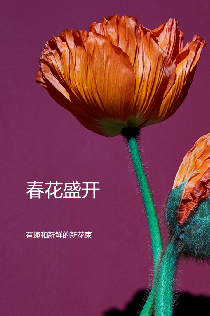鲜花 purple modern-simple