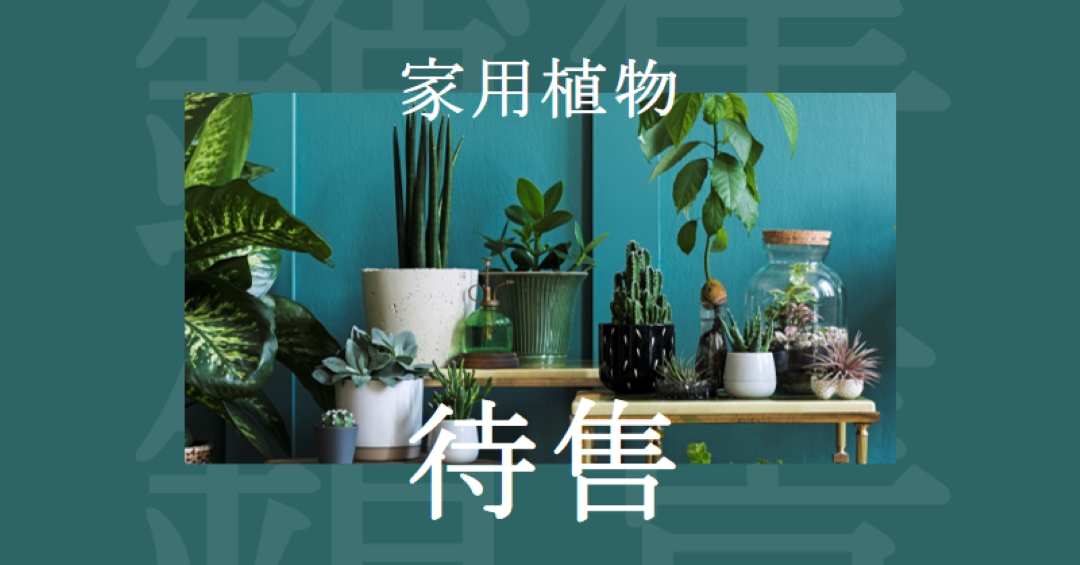 植物電源 green modern-bold