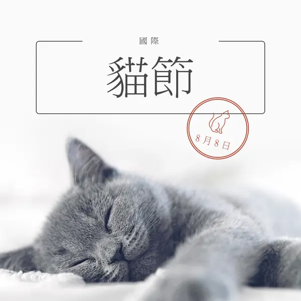 貓睡 gray modern-simple