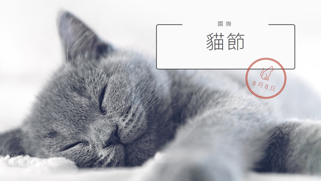 貓睡 gray modern-simple