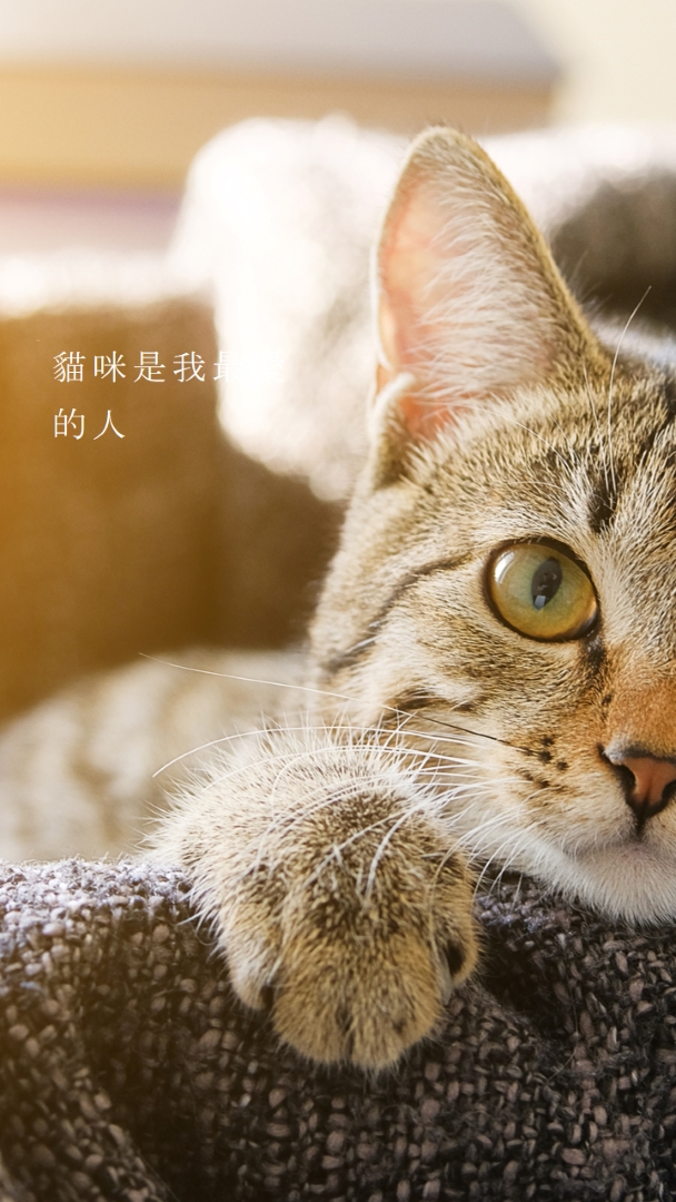 酷貓 brown modern-simple