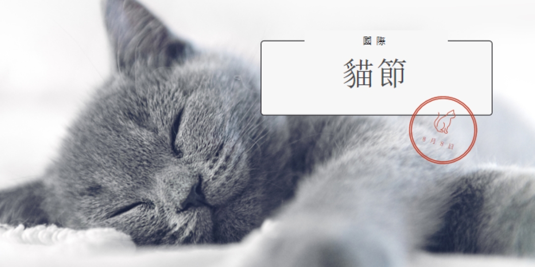 貓睡 gray modern-simple