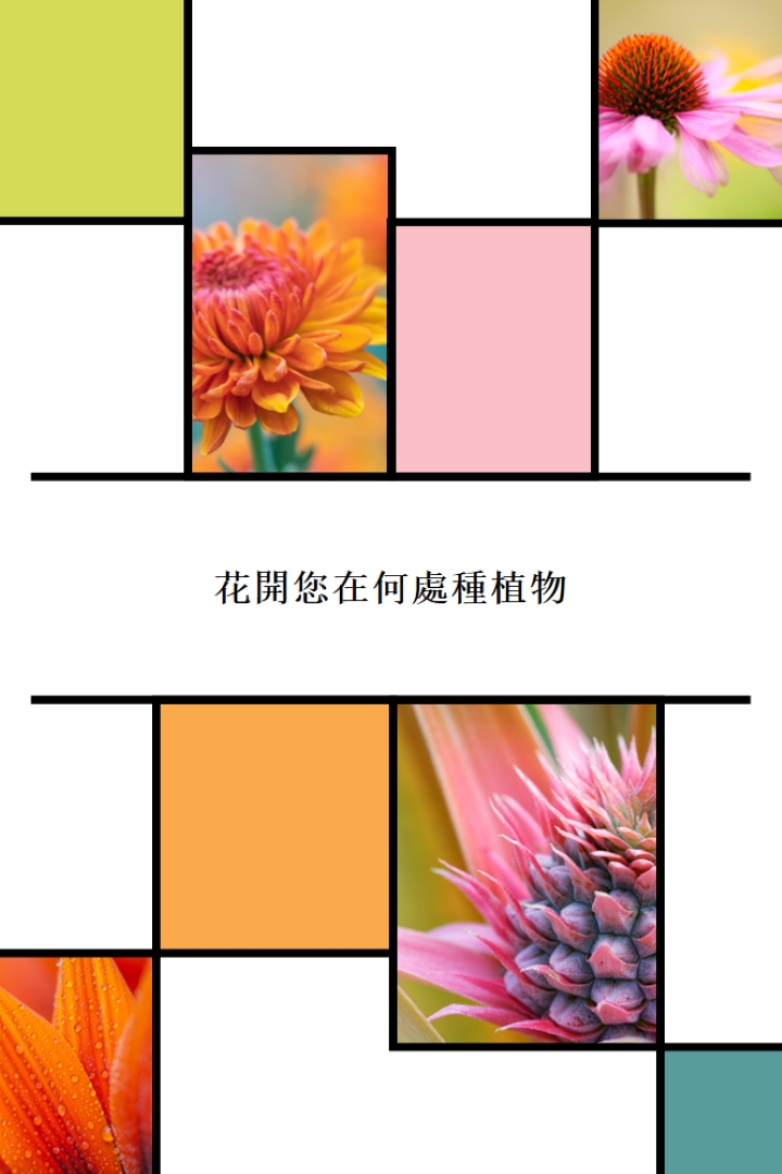 盛開您種種的地方 white modern-geo-&-linear