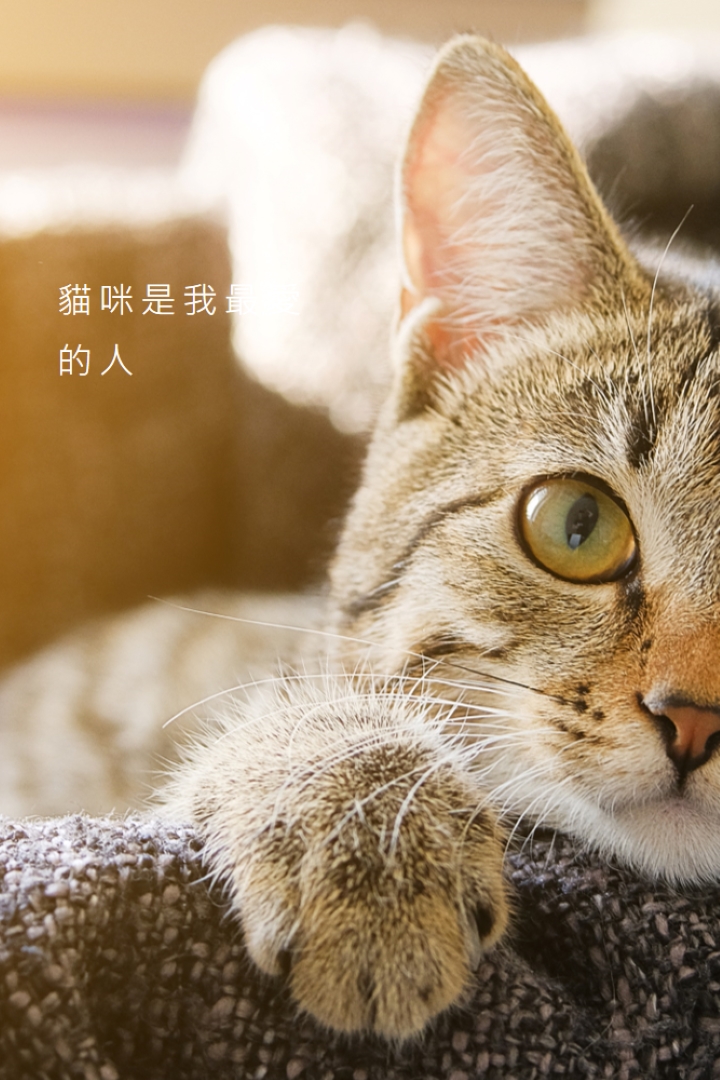 酷貓 brown modern-simple