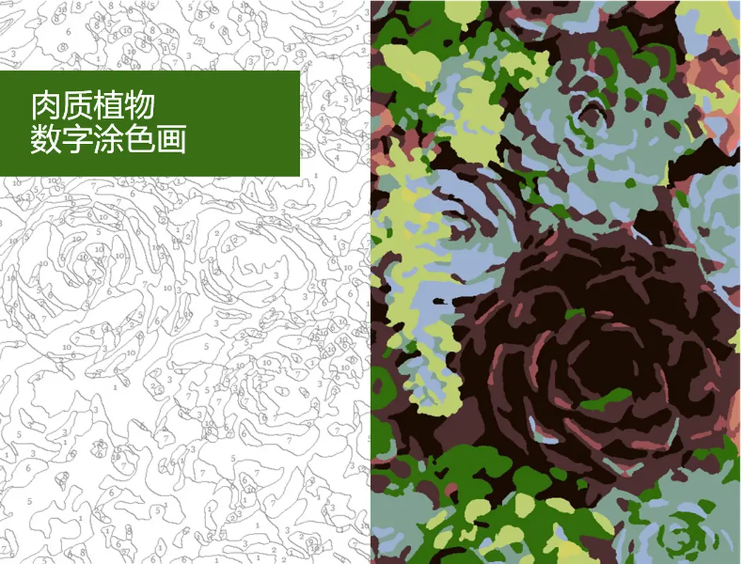 多肉植物数字涂色画 organic simple